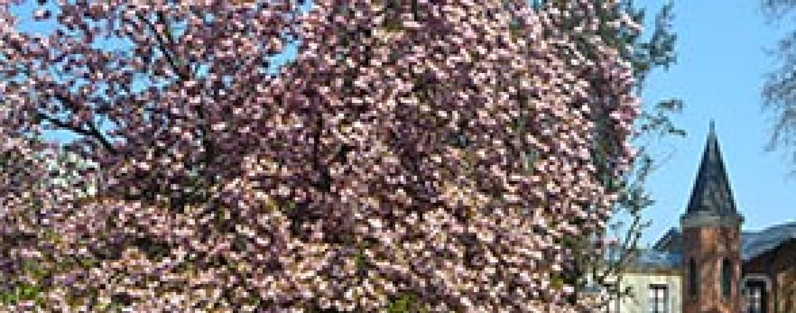 Parc du Château Soubiran Mairie de DammarielèsLys