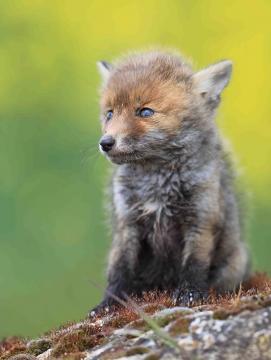 Animaux en parade