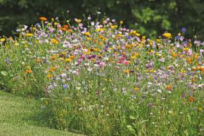 Biodiversité