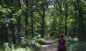 Forêt