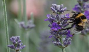 Biodiversité