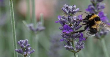 Biodiversité