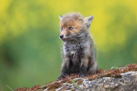 Animaux en parade