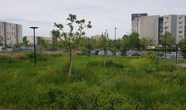 Création d'un jardin partagé
