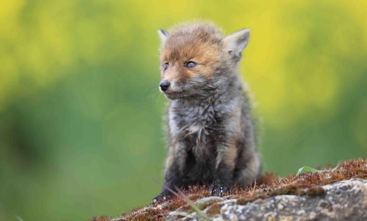 Animaux en parade