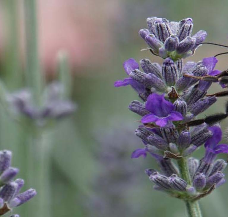 Biodiversité